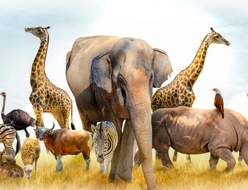 Language, Racism and Speciesism-Time  for New Words and Concepts “