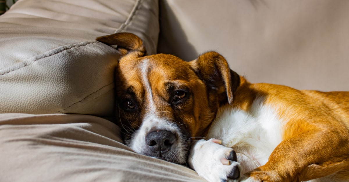 Napping Dog